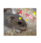 きゃにをすたんぴー（個別スタンプ：3）