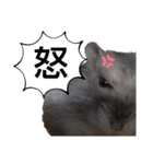 きゃにをすたんぴー（個別スタンプ：4）