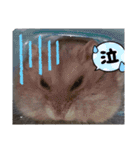 きゃにをすたんぴー（個別スタンプ：5）