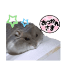 きゃにをすたんぴー（個別スタンプ：6）