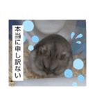 きゃにをすたんぴー（個別スタンプ：7）