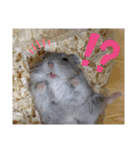 きゃにをすたんぴー（個別スタンプ：12）