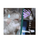 きゃにをすたんぴー（個別スタンプ：13）