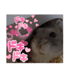 きゃにをすたんぴー（個別スタンプ：15）