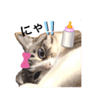 テオット4（個別スタンプ：5）