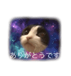 テオット4（個別スタンプ：6）
