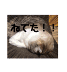 テオット4（個別スタンプ：11）