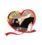 テオット4（個別スタンプ：13）