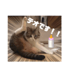 テオット4（個別スタンプ：16）