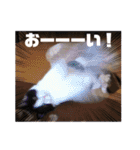 テオット4（個別スタンプ：17）