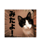 テオット4（個別スタンプ：18）