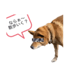 あっぱれ松（個別スタンプ：6）
