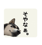 翔タイム✩.*˚（個別スタンプ：19）