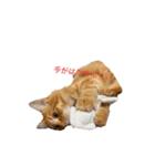 うちのねこーズ（個別スタンプ：1）