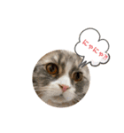 うちのねこーズ（個別スタンプ：2）