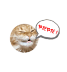 うちのねこーズ（個別スタンプ：5）