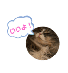 うちのねこーズ（個別スタンプ：6）