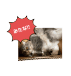 うちのねこーズ（個別スタンプ：7）