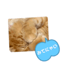 うちのねこーズ（個別スタンプ：8）