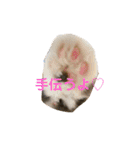 うちのねこーズ（個別スタンプ：9）