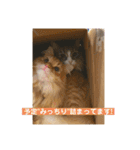 うちのねこーズ（個別スタンプ：10）
