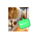 うちのねこーズ（個別スタンプ：11）