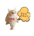 うちのねこーズ（個別スタンプ：12）