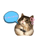 うちのねこーズ（個別スタンプ：13）