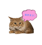 うちのねこーズ（個別スタンプ：14）