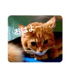 うちのねこーズ（個別スタンプ：15）