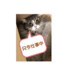 うちのねこーズ（個別スタンプ：16）