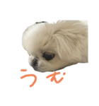 さくらいうに（個別スタンプ：14）