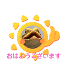 フトアゴ我太郎のご挨拶スタンプ（個別スタンプ：1）