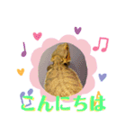 フトアゴ我太郎のご挨拶スタンプ（個別スタンプ：3）