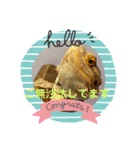 フトアゴ我太郎のご挨拶スタンプ（個別スタンプ：7）