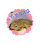 フトアゴ我太郎のご挨拶スタンプ（個別スタンプ：12）