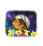 フトアゴ我太郎のご挨拶スタンプ（個別スタンプ：16）