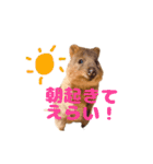 全肯定クオッカワラビー（個別スタンプ：1）