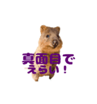 全肯定クオッカワラビー（個別スタンプ：10）