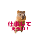 全肯定クオッカワラビー（個別スタンプ：12）