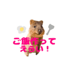 全肯定クオッカワラビー（個別スタンプ：13）
