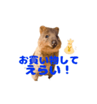 全肯定クオッカワラビー（個別スタンプ：14）