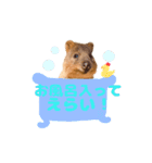 全肯定クオッカワラビー（個別スタンプ：19）