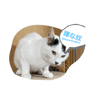 家のもち（猫）たち2（個別スタンプ：1）