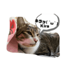 家のもち（猫）たち2（個別スタンプ：2）