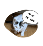 家のもち（猫）たち2（個別スタンプ：4）