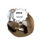 家のもち（猫）たち2（個別スタンプ：6）