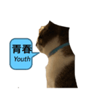 家のもち（猫）たち2（個別スタンプ：7）