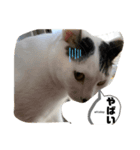 家のもち（猫）たち2（個別スタンプ：8）