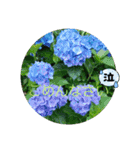 まんまるほんわか（個別スタンプ：3）